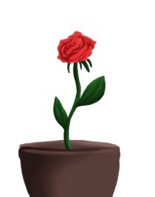 Rose